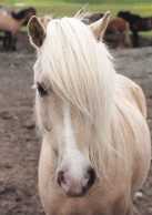 Horse - Cheval - Paard - Pferd - Cavallo - Cavalo - Caballo - Häst - Paletti - Finland - Paarden