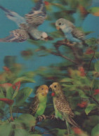 UCCELLO Animale LENTICULAR 3D Vintage Cartolina CPSM #PAZ100.IT - Vogels