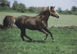 Horse - Cheval - Paard - Pferd - Cavallo - Cavalo - Caballo - Häst - Paletti - Finland - Cavalli