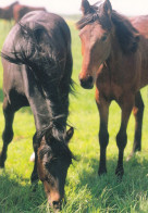 Horse - Cheval - Paard - Pferd - Cavallo - Cavalo - Caballo - Häst - Paletti - Finland - Horses