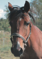 Horse - Cheval - Paard - Pferd - Cavallo - Cavalo - Caballo - Häst - Paletti - Finland - Horses