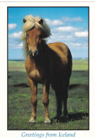 Horse - Cheval - Paard - Pferd - Cavallo - Cavalo - Caballo - Häst - Greetings From Iceland - Horses