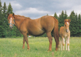 Horse - Cheval - Paard - Pferd - Cavallo - Cavalo - Caballo - Häst - Karto - Finland - Cavalli