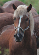 Horse - Cheval - Paard - Pferd - Cavallo - Cavalo - Caballo - Häst - Karto - Finland - Horses