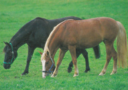 Horse - Cheval - Paard - Pferd - Cavallo - Cavalo - Caballo - Häst - Karto - Finland - Horses