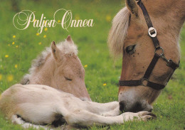 Horse - Cheval - Paard - Pferd - Cavallo - Cavalo - Caballo - Häst - Karto - Finland - Pferde