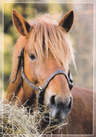 Horse - Cheval - Paard - Pferd - Cavallo - Cavalo - Caballo - Häst - Karto - Finland - Paarden