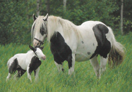 Horse - Cheval - Paard - Pferd - Cavallo - Cavalo - Caballo - Häst - Karto - Finland - Paarden