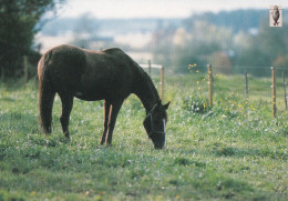 Horse - Cheval - Paard - Pferd - Cavallo - Cavalo - Caballo - Häst - Karto - Finland - Ringed Seal Logo - Horses