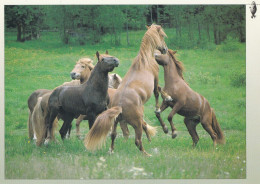 Horse - Cheval - Paard - Pferd - Cavallo - Cavalo - Caballo - Häst - Karto - Finland - Ringed Seal Logo - Horses