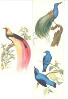 ILLUSTRATEUR - Lot De 3 CP - Comité National De L' Enfance - Oiseaux Rares   (A DIVERS 91) - 1900-1949