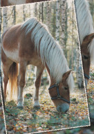 Horse - Cheval - Paard - Pferd - Cavallo - Cavalo - Caballo - Häst - Tomin Kuva Oy - Finland - Paarden