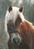 Horse - Cheval - Paard - Pferd - Cavallo - Cavalo - Caballo - Häst - Tomin Kuva Oy - Finland - Horses