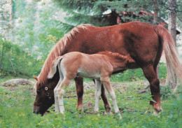 Horse - Cheval - Paard - Pferd - Cavallo - Cavalo - Caballo - Häst - Tomin Kuva Oy - Finland - Pferde