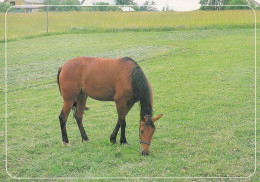 Horse - Cheval - Paard - Pferd - Cavallo - Cavalo - Caballo - Häst - Tomin Kuva Oy - Finland - Caballos