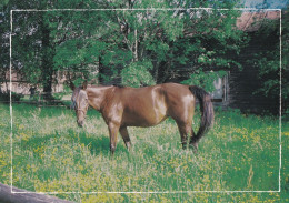 Horse - Cheval - Paard - Pferd - Cavallo - Cavalo - Caballo - Häst - Gyll - Finland - Chevaux