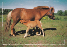 Horse - Cheval - Paard - Pferd - Cavallo - Cavalo - Caballo - Häst - Gyll - Finland - Caballos