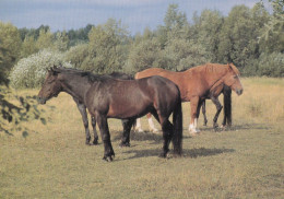 Horse - Cheval - Paard - Pferd - Cavallo - Cavalo - Caballo - Häst - Kustannus KORTTIA - Finland - Chevaux