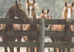 Horse - Cheval - Paard - Pferd - Cavallo - Cavalo - Caballo - Häst - Paletti - Finland - Horses