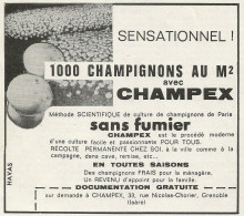 Champignon - Champex - Pubblicità 1960 - Advertising - Pubblicitari