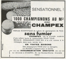 Champignon - Champex - Pubblicità 1962 - Advertising - Pubblicitari