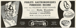 Poulets Gastronomiques Pondeuses Record LA CHAUMINE - Pubblicità 1961 - Publicidad