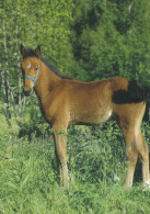 Horse - Cheval - Paard - Pferd - Cavallo - Cavalo - Caballo - Häst - Anki - Finland - Paarden