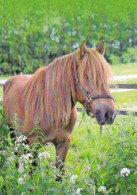 Horse - Cheval - Paard - Pferd - Cavallo - Cavalo - Caballo - Häst - Korttituote - Finland - Chevaux