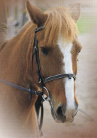 Horse - Cheval - Paard - Pferd - Cavallo - Cavalo - Caballo - Häst - Korttituote - Finland - Horses