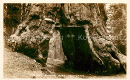 73808107 Yosemite-National_Park_California_USA Wawoka Durchgang Durch Einen Baum - Sonstige & Ohne Zuordnung