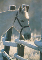 Horse - Cheval - Paard - Pferd - Cavallo - Cavalo - Caballo - Häst - Suomen Korttipalvelu - Finland - Chevaux