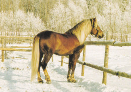 Horse - Cheval - Paard - Pferd - Cavallo - Cavalo - Caballo - Häst - Laatukortti - Finland - Caballos