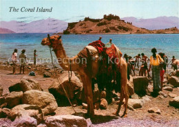 73782384 Coral Island Israel Beach Gulf Of Eilat Kamel  - Israel