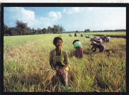 INDONESIE. JAKARTA (ENVOYE DE). " HARVESTING THE RICE CROP IN DELENGGN ".ANNEE 1988+ TEXTE + TIMBRES - Indonesië