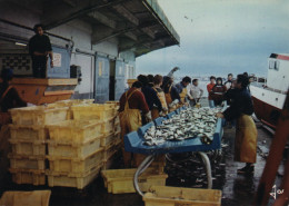 LORIENT Le Tri Du Poisson Au Port De Pêche éditeur Jos Le Doaré MX 5623 - Lorient