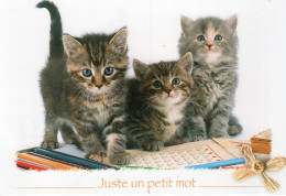 - CHATS. - Juste Un Petit Mot - Photo : Willy's. - - Gatti