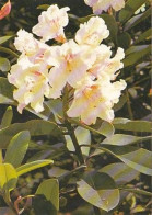 AK 211361 FLOWER / BLUME .. - Rhododendron - Bloemen