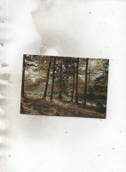 RIVIERES ET FORETS DES ARDENNES - Arbres