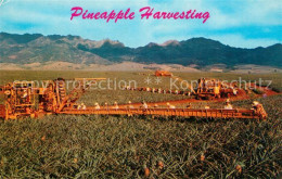 73051519 Honolulu Pineapple Harvesting - Other & Unclassified