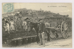 Auvergne : Les Vendanges - Attelage, Viticulteur, Cheval (z3665) - Auvergne