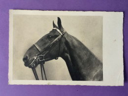 Carte-Photo  Format CPA     Cheval….    Joli Plan    Bon état - Horses