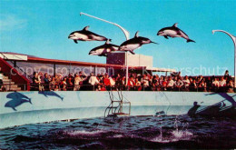 72872621 Marineland High Flying Dolphins  - Altri & Non Classificati