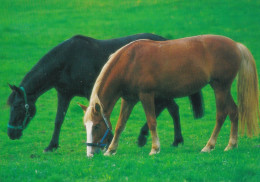 Horse - Cheval - Paard - Pferd - Cavallo - Cavalo - Caballo - Häst - Karto - Finland - Pferde