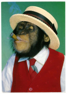 Smoking Chimpanzee With A Hat, Primate Ape 1980s Unused Postcard. Publisher Schöning, Lübeck Germany - Singes