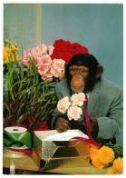 Chimpanzee In A Suit, With Flowers & A Gift Box, Primate Ape 1980s Unused Postcard. Publisher Schöning, Lübeck Germany - Apen