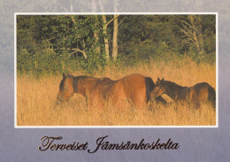 Horse - Cheval - Paard - Pferd - Cavallo - Cavalo - Caballo - Häst - Greetings From Jämsänkoski - Caballos