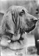 Chien Bloodhound Avec Pub  Génolie - Hunde