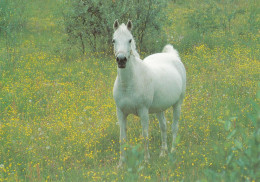 Horse - Cheval - Paard - Pferd - Cavallo - Cavalo - Caballo - Häst - Painamo Oy - Finland - Paarden