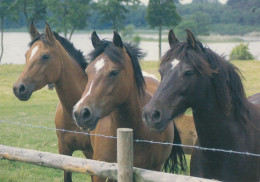 Horse - Cheval - Paard - Pferd - Cavallo - Cavalo - Caballo - Häst - Finland - Caballos