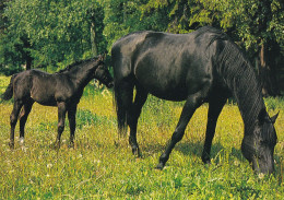 Horse - Cheval - Paard - Pferd - Cavallo - Cavalo - Caballo - Häst - Paletti - Finland - Caballos